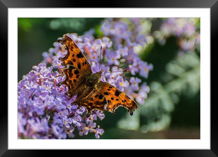 Comma Butterfly Framed Mounted Print by Phil Tinkler