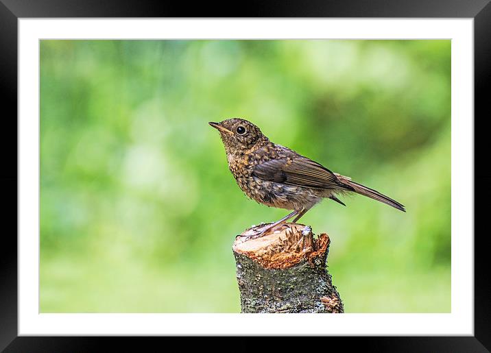 Juvenile Robin Perched on Tree Stump Framed Mounted Print by Phil Tinkler