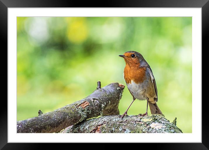  Robin Standing on a Fallen Branch with Green Back Framed Mounted Print by Phil Tinkler