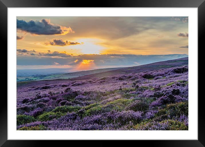 Purple Heather Sunset looking across to Manchester Framed Mounted Print by Phil Tinkler