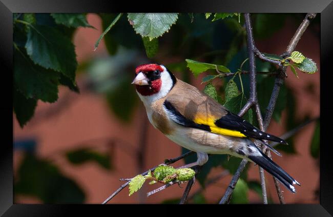 Goldfinch in a tree Framed Print by Graeme B