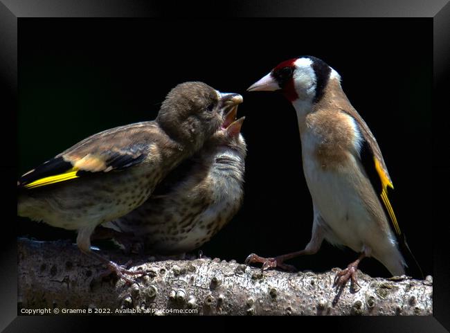 One Fed, One To Go Framed Print by Graeme B