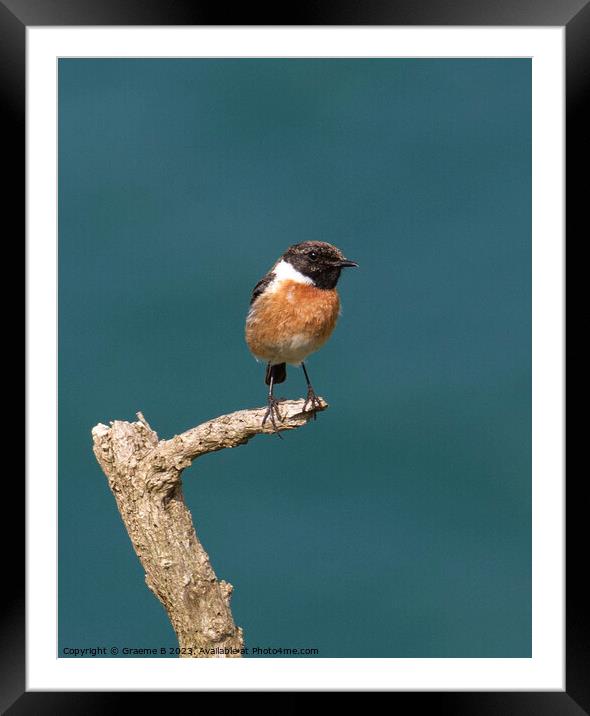 Male Stonechat perched Framed Mounted Print by Graeme B
