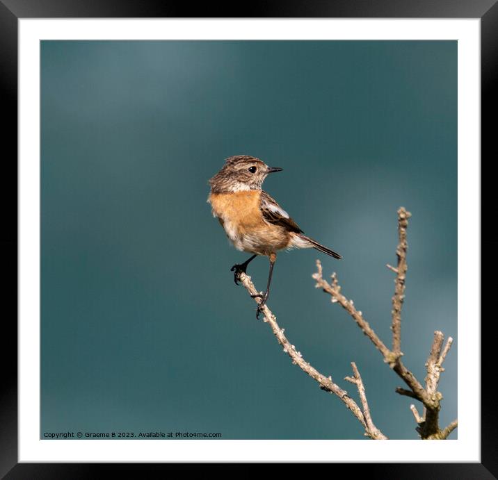 Female Stonechat Framed Mounted Print by Graeme B