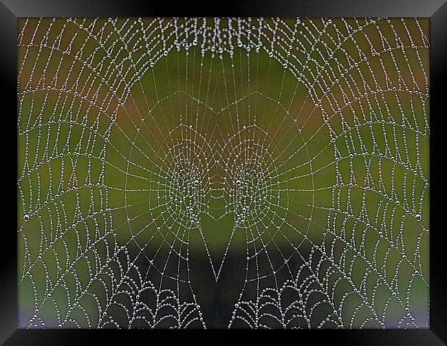 Web Face Framed Print by Graeme B