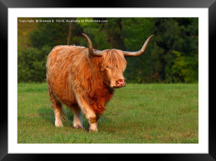 Bull on the move Framed Mounted Print by Graeme B