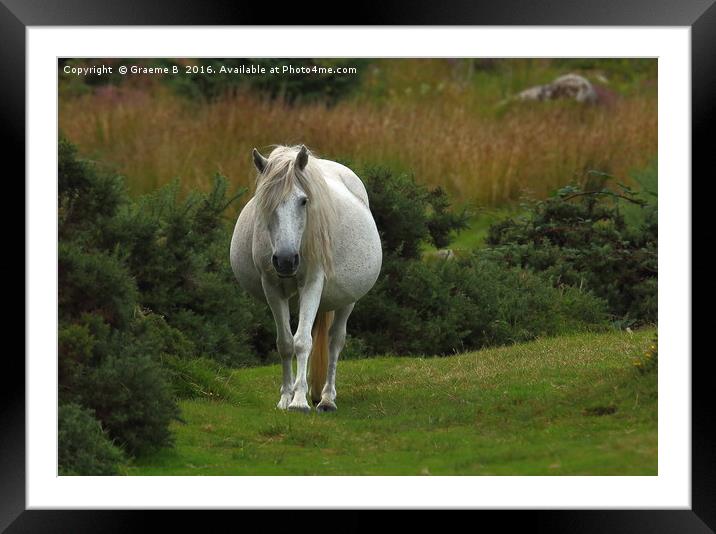 Dartmoor Pony  Framed Mounted Print by Graeme B
