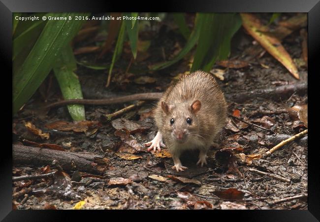 Rat Appearance Framed Print by Graeme B