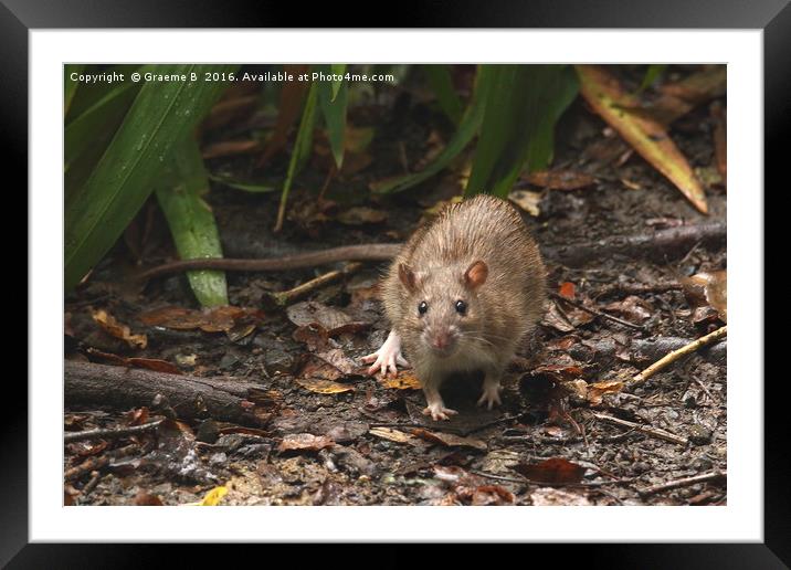 Rat Appearance Framed Mounted Print by Graeme B