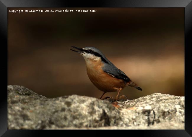 Nuthatch 4 Framed Print by Graeme B