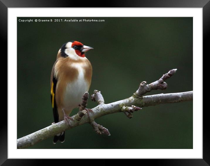 Goldfinch 6 Framed Mounted Print by Graeme B