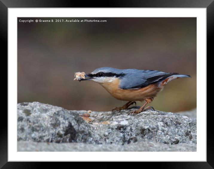 Nuthatch 6 Framed Mounted Print by Graeme B