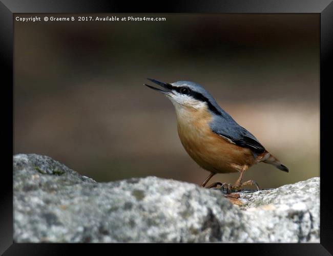 Nuthatch 7 Framed Print by Graeme B