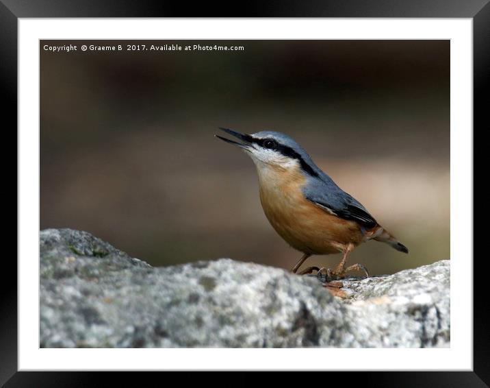 Nuthatch 7 Framed Mounted Print by Graeme B