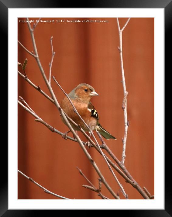 Male Chaffinch 2 Framed Mounted Print by Graeme B
