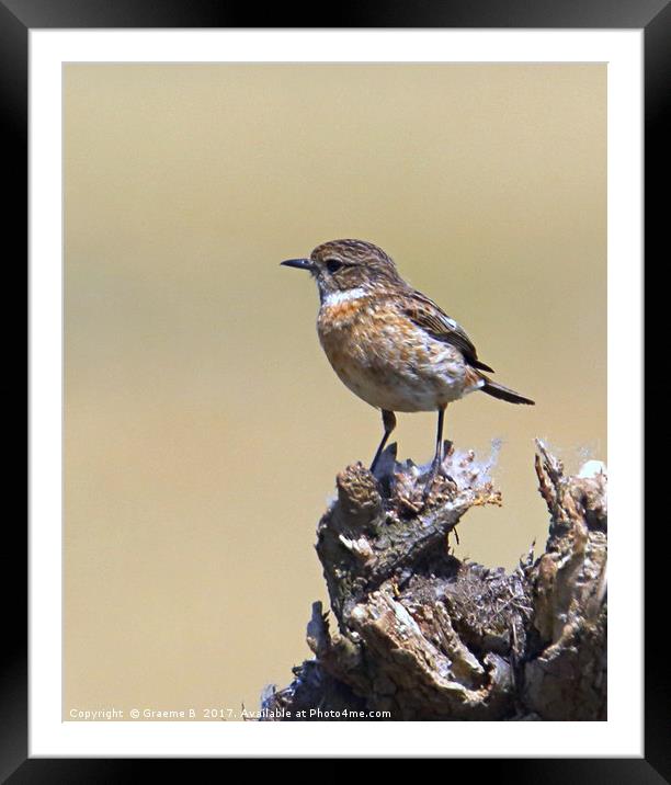 Female Stonechat 1 Framed Mounted Print by Graeme B