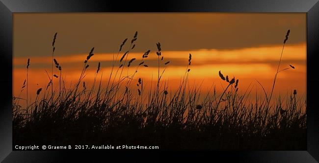 Grass Sunset Framed Print by Graeme B