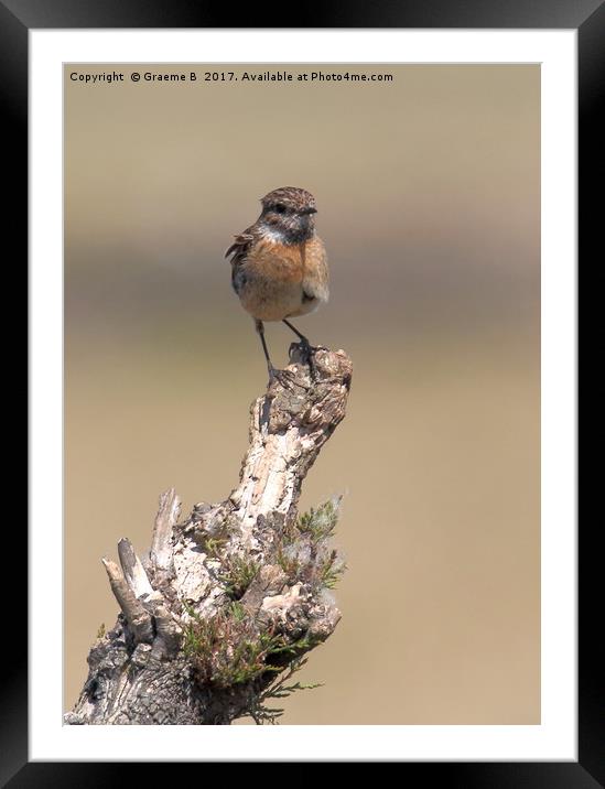 Female Stonechat 2 Framed Mounted Print by Graeme B