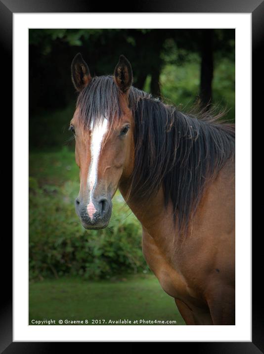 Quantock Pony Framed Mounted Print by Graeme B