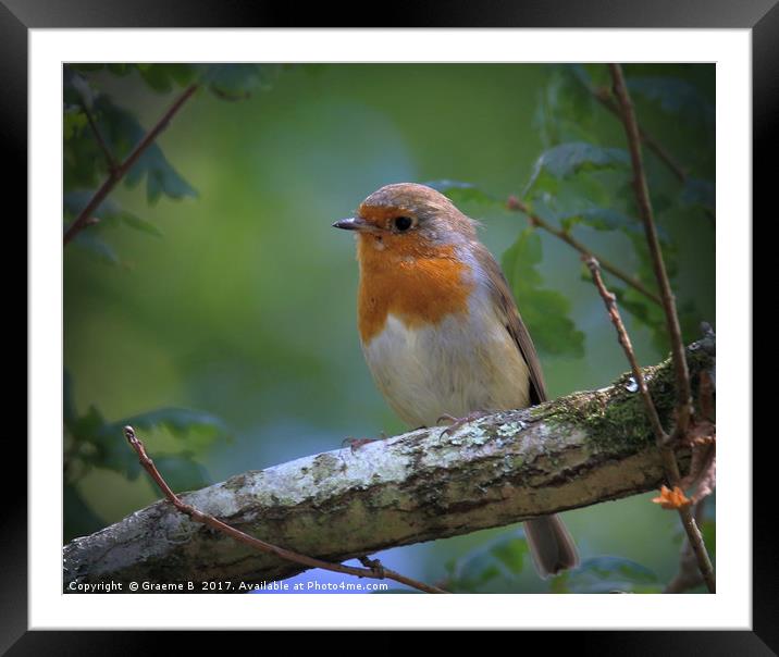 Robin at Stover Framed Mounted Print by Graeme B