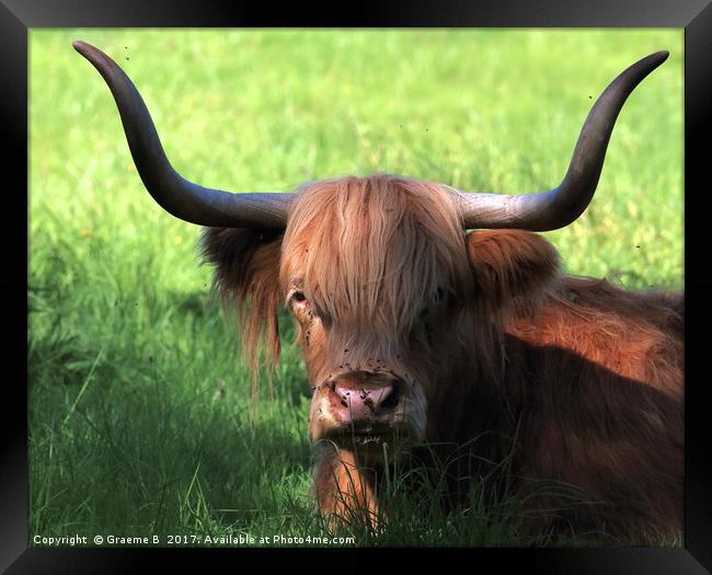 Bull Horns Framed Print by Graeme B