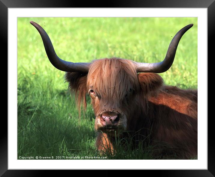 Bull Horns Framed Mounted Print by Graeme B
