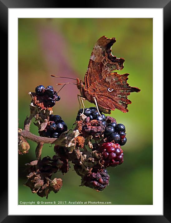 Comma Butterfly 2 Framed Mounted Print by Graeme B
