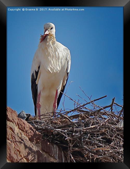 Portugese Stork Framed Print by Graeme B