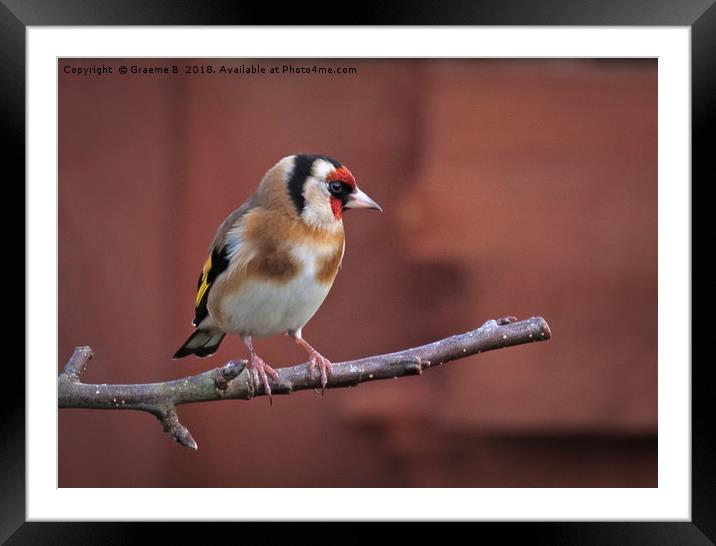 Goldfinch 19 Framed Mounted Print by Graeme B