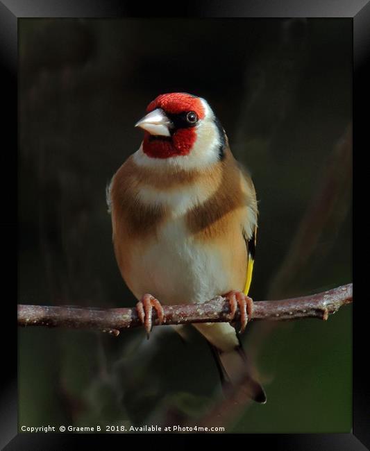 Goldfinch In The Shadows Framed Print by Graeme B
