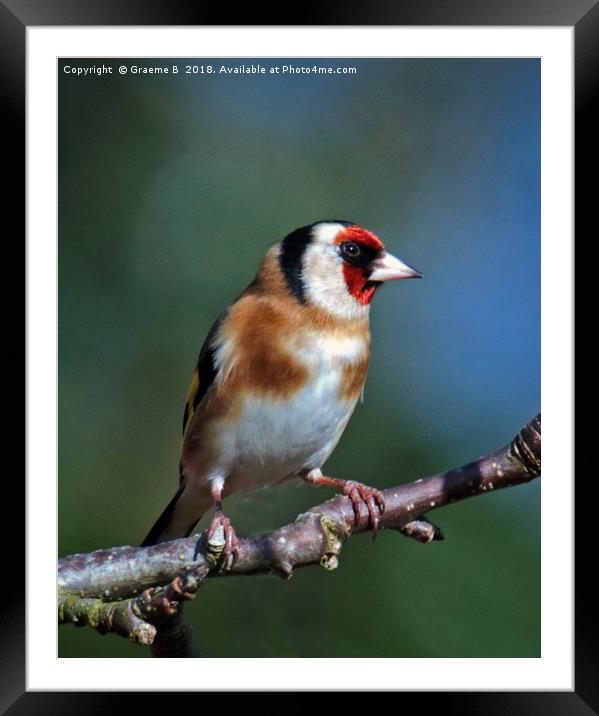 Goldfinch In The Bush Framed Mounted Print by Graeme B