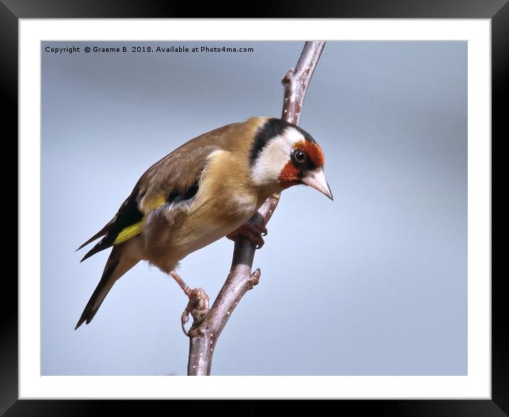 Goldfinch ready for take off Framed Mounted Print by Graeme B