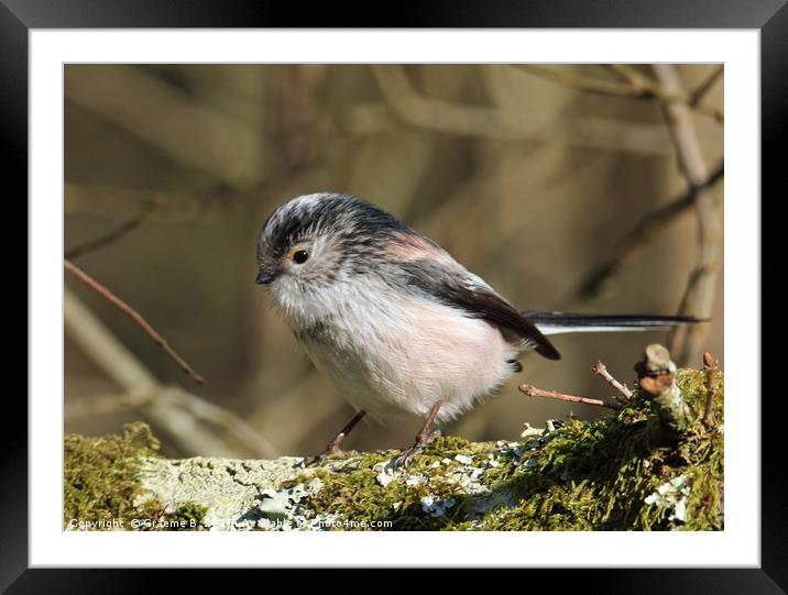 Long Tailed Tit Framed Mounted Print by Graeme B