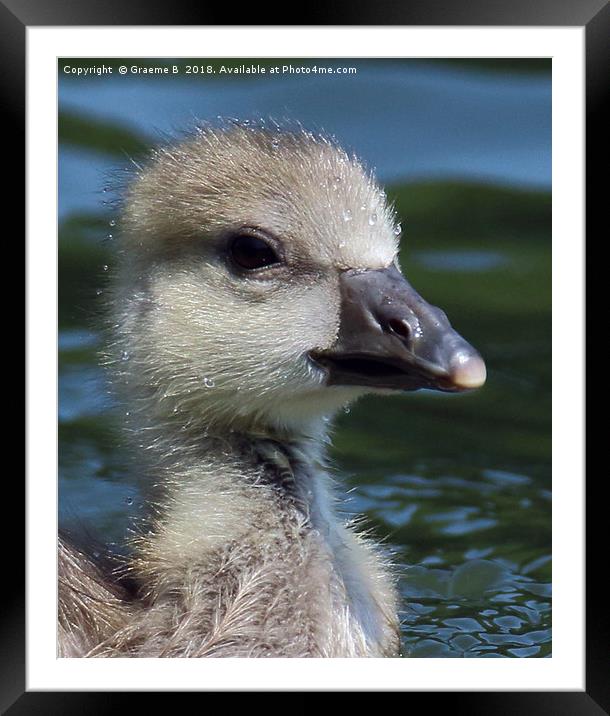 White Fronted Goose (chick) Framed Mounted Print by Graeme B