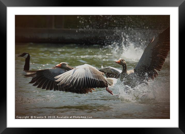 White Fronted Geese Framed Mounted Print by Graeme B
