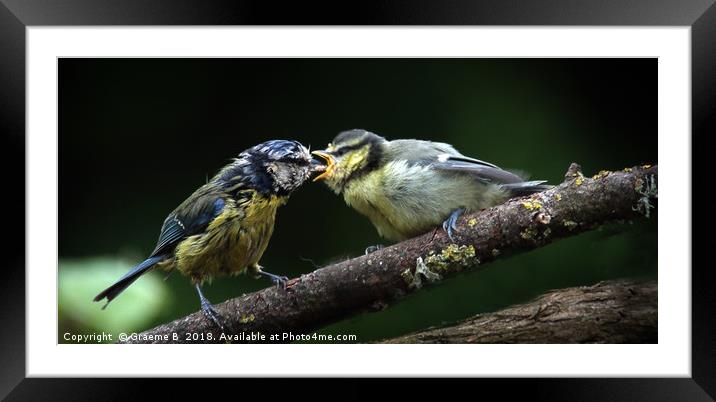 Blue Tit Lunch Framed Mounted Print by Graeme B
