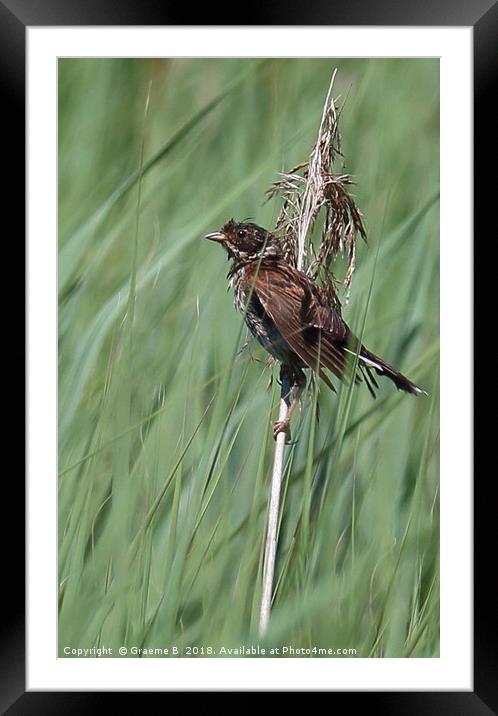 Female Reed Bunting Framed Mounted Print by Graeme B