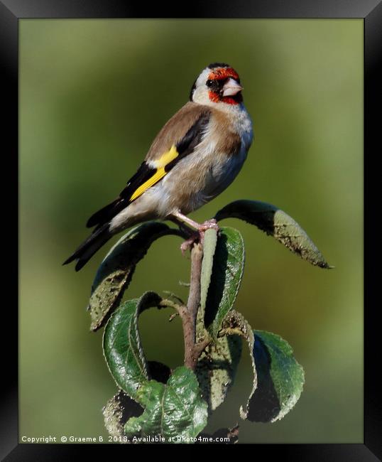 Goldfinch.. Framed Print by Graeme B