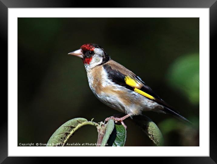 Goldfinch ... Framed Mounted Print by Graeme B