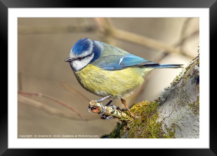 Lonely Blue Tit Framed Mounted Print by Graeme B