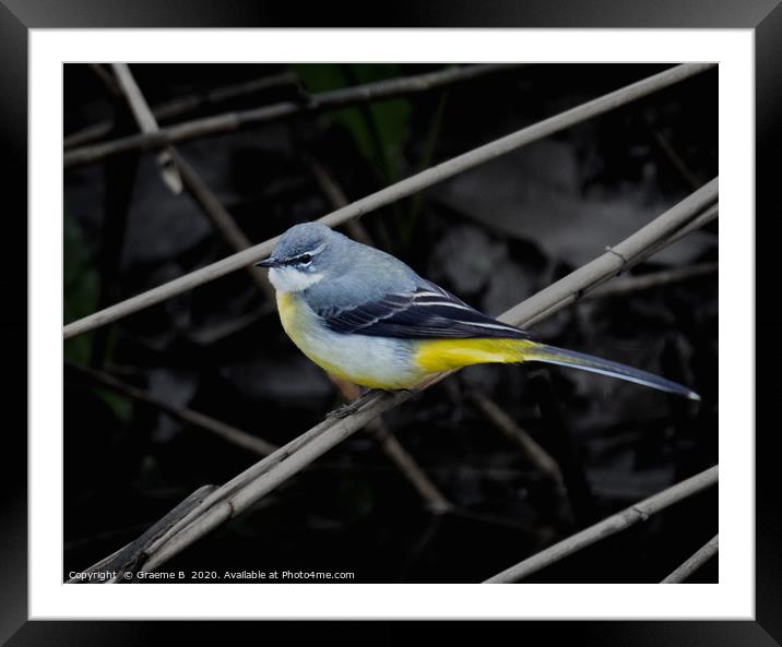 Grey Wagtail Framed Mounted Print by Graeme B