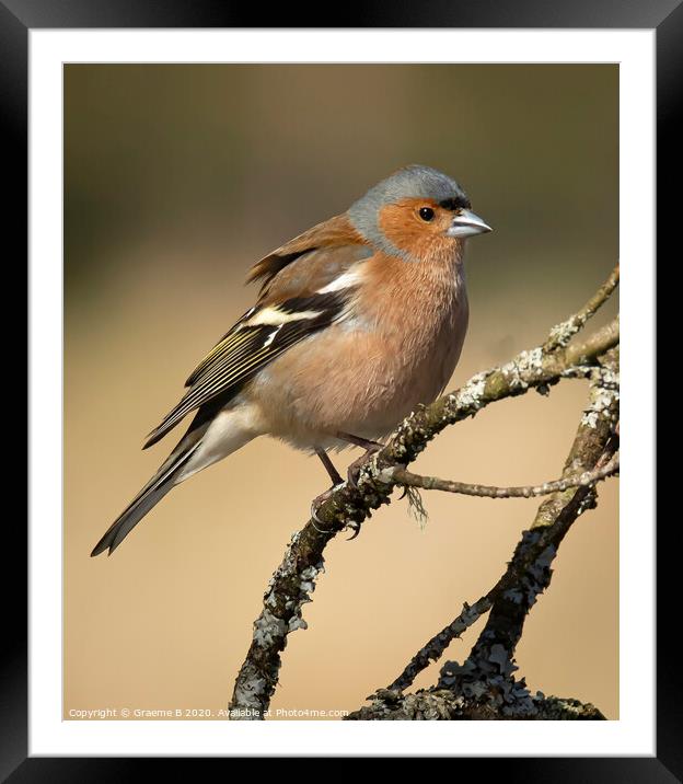 Male Chaffinch Framed Mounted Print by Graeme B