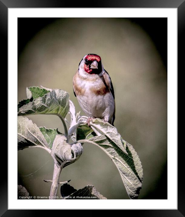 Goldfinch on Apple Tree Framed Mounted Print by Graeme B