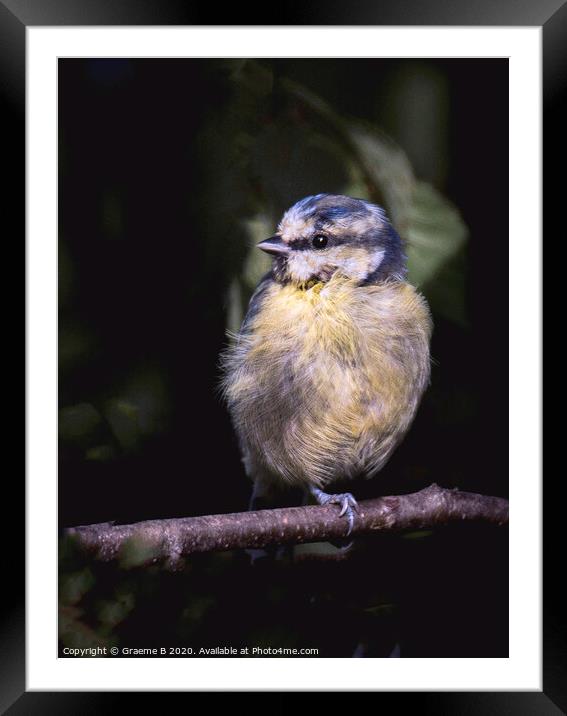 Young Blue Tit Framed Mounted Print by Graeme B