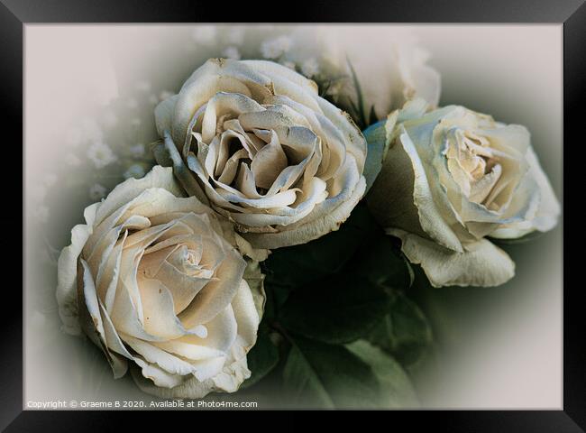 White Roses Framed Print by Graeme B