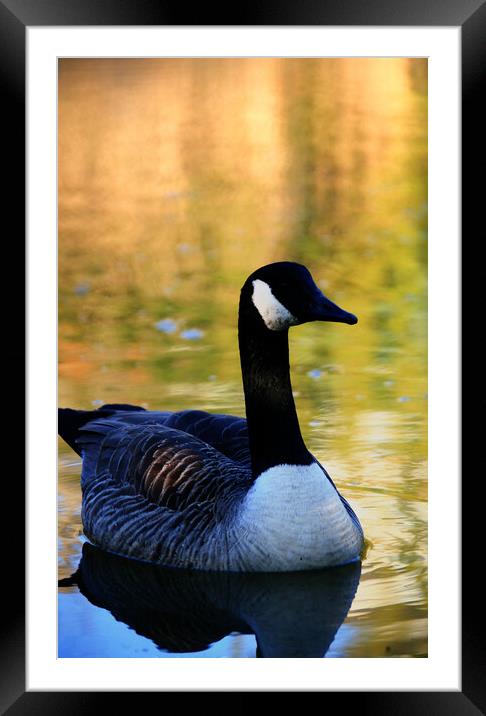 Canada Goose On Water Framed Mounted Print by Dave Bell