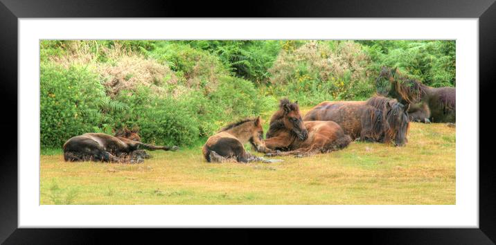 A group of Dartmoor Mares and Foals Resting Framed Mounted Print by Dave Bell