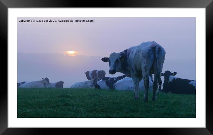 A herd of cattle on top of a hill at sunrise in the mist Framed Mounted Print by Dave Bell