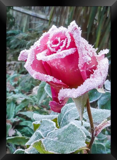 Pink Rose with White frost Framed Print by Dave Bell
