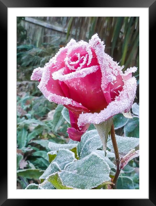 Pink Rose with White frost Framed Mounted Print by Dave Bell